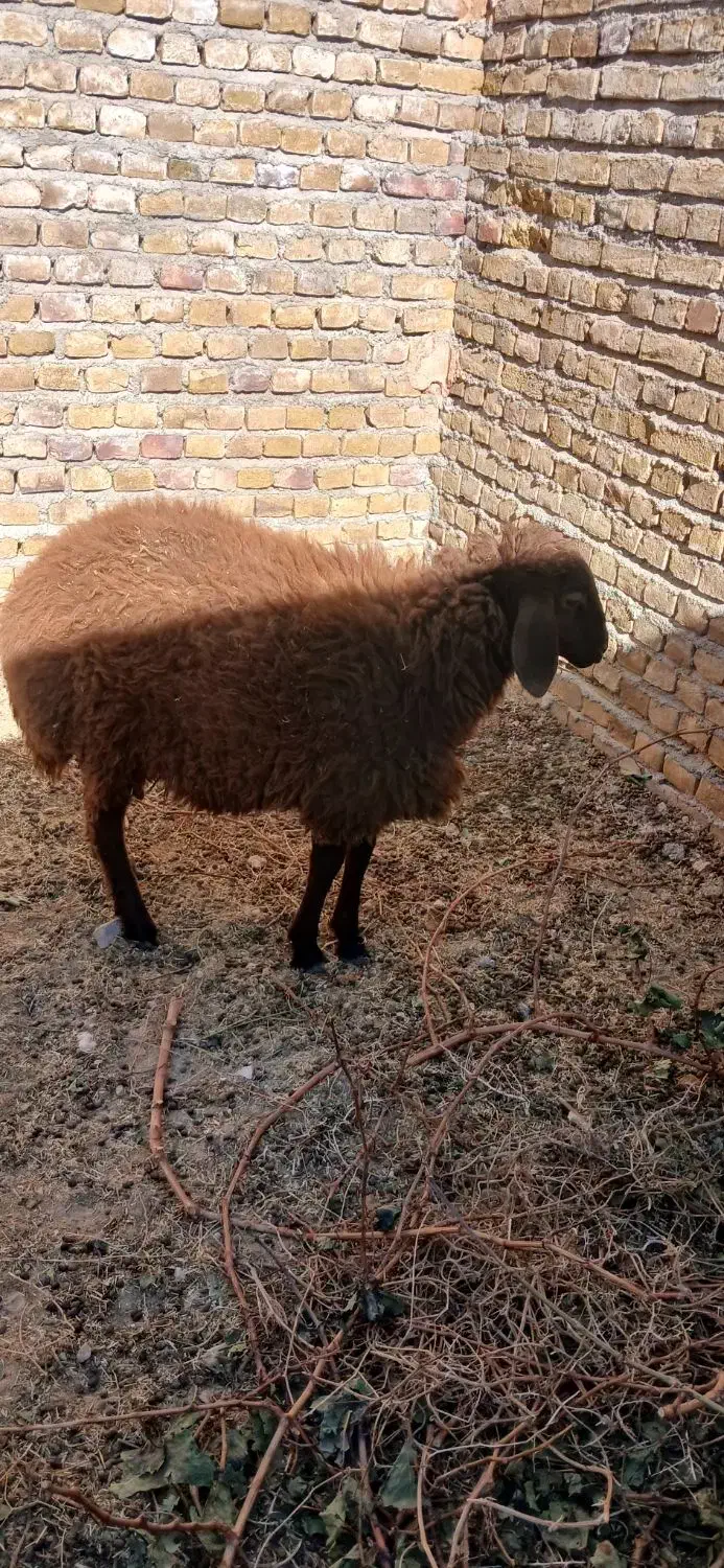 فروش بره و بزغاله ب قیمت میدون|حیوانات مزرعه|نوده انقلاب, |دیوار