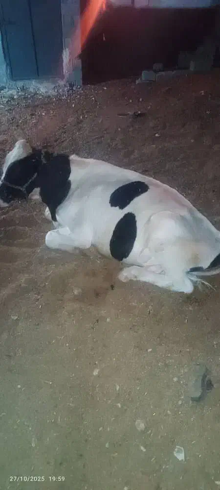 یک جفت گوساله نر وماده|حیوانات مزرعه|برازجان, |دیوار