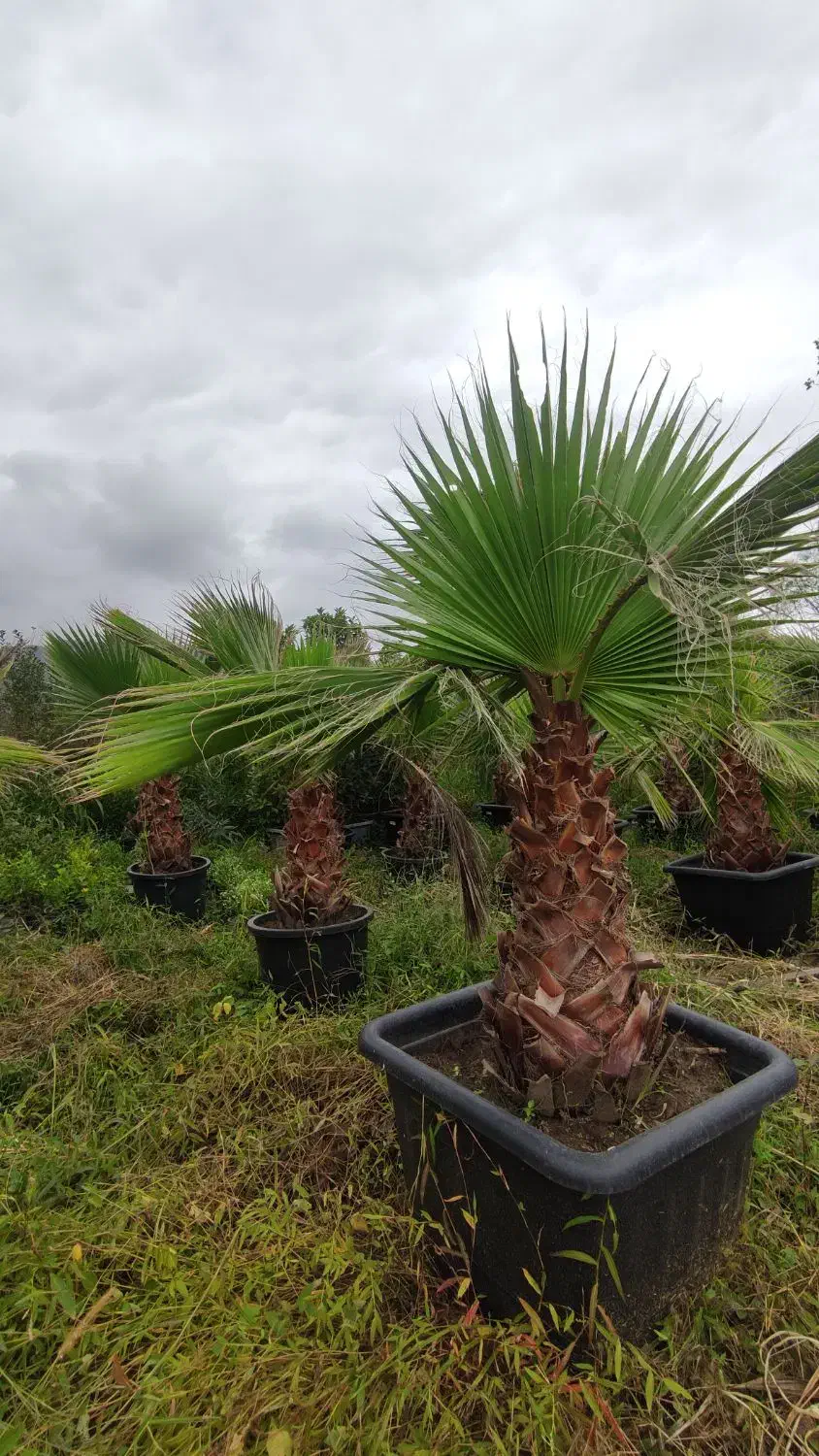 فروش پالم واشنگتن تنه یک متری|خدمات باغبانی و درختکاری|چابکسر, |دیوار