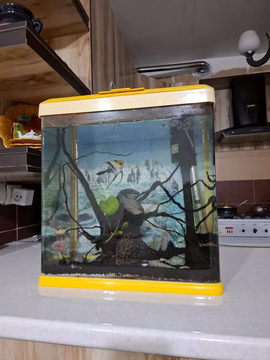 آکواریوم|ماهی|صدرا-فارس, فاز ۱|دیوار