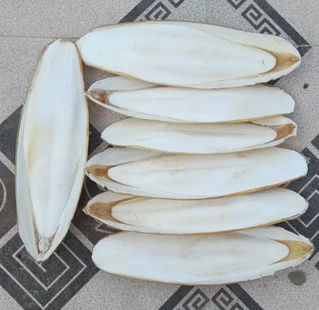 کف دریا...|فعالیت داوطلبانه|بوشهر, |دیوار