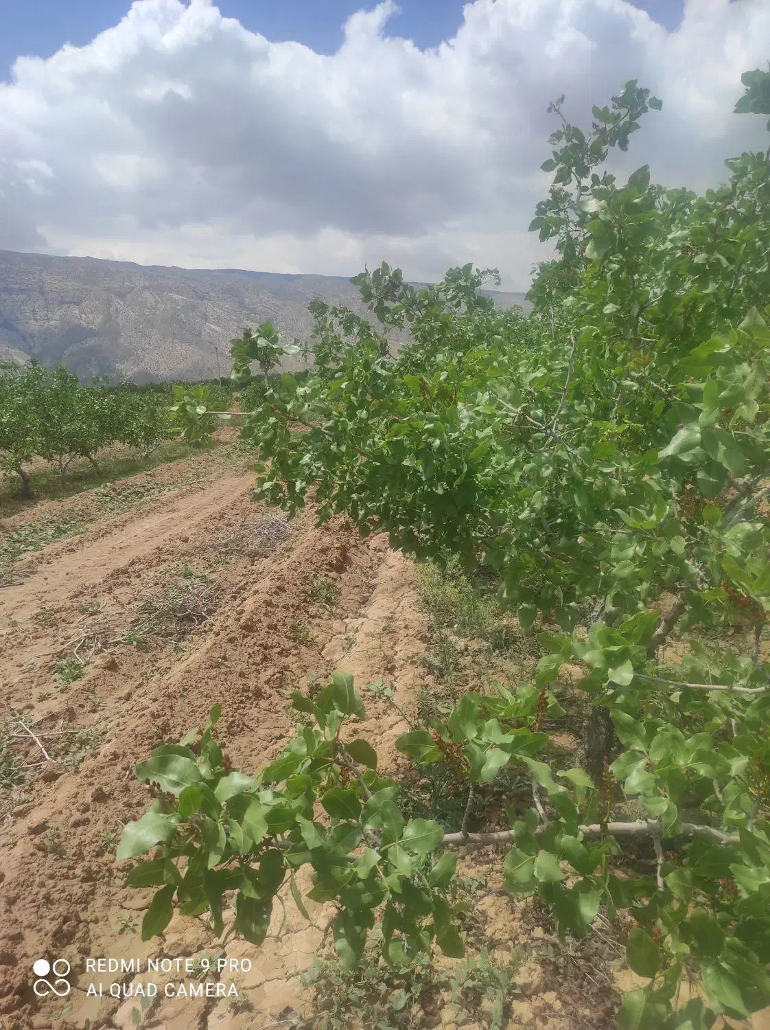 باغ پسته و زمین زراعی|فروش دفتر صنعتی، کشاورزی، تجاری|رونیز, |دیوار