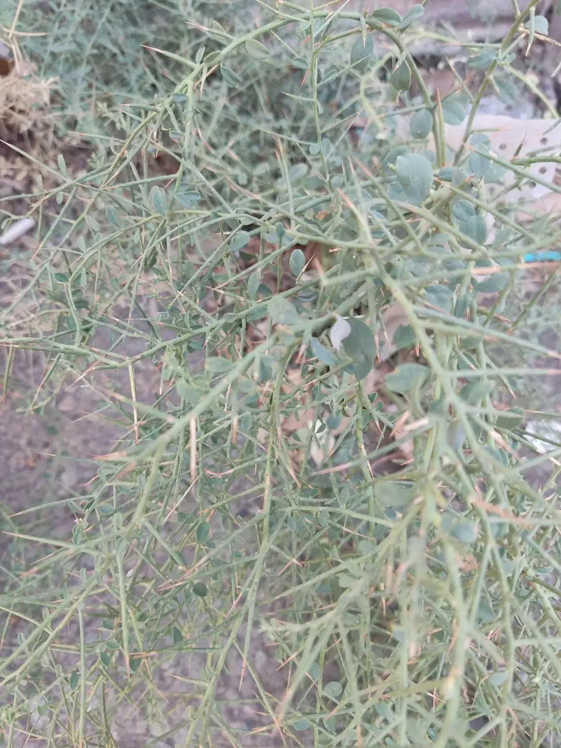 زمین دونبش 58متری|فروش زمین و ملک کلنگی|قره چای, |دیوار