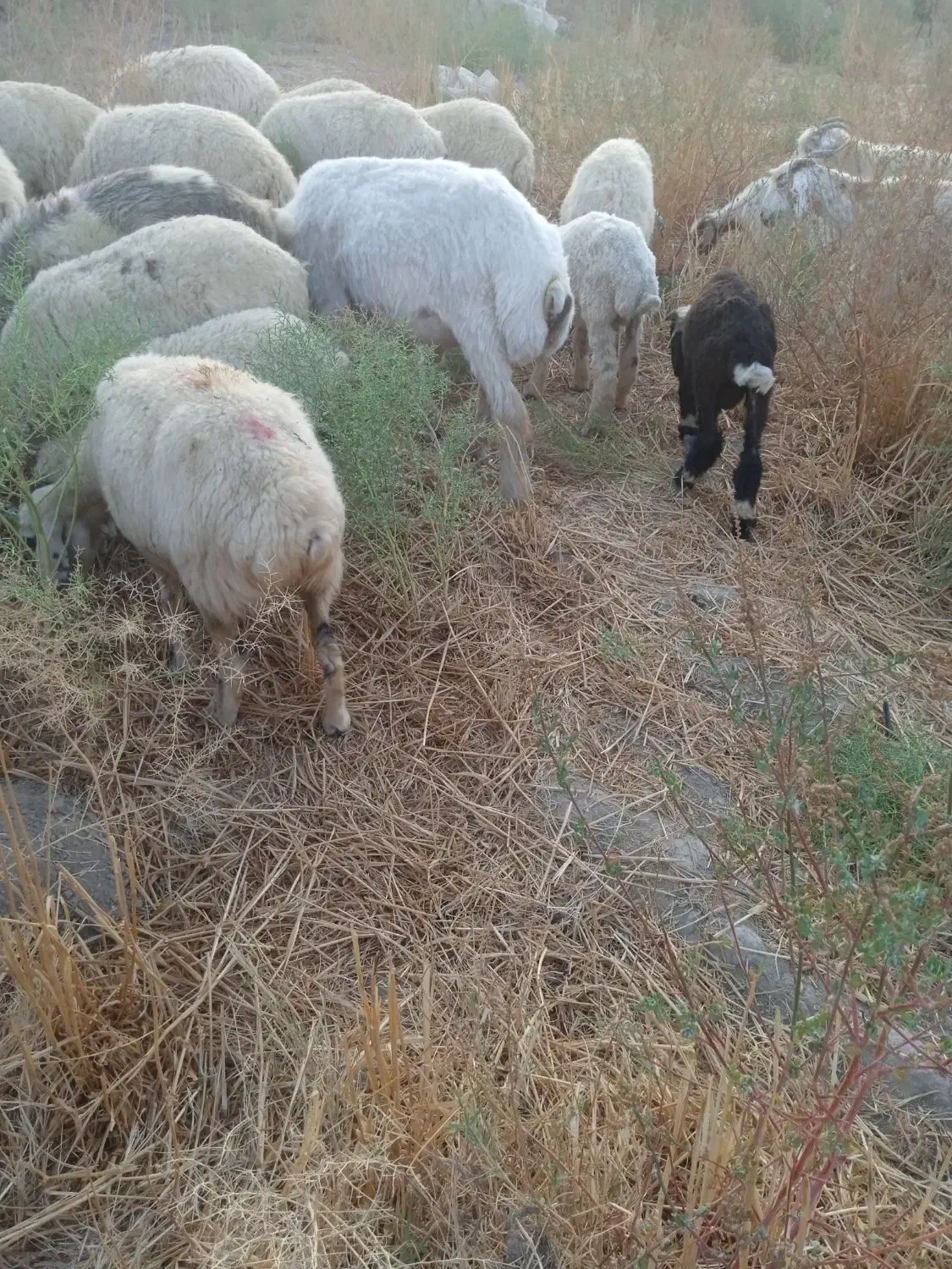 میش فروشی ارزوئیه|حیوانات مزرعه|ارزوئیه, |دیوار