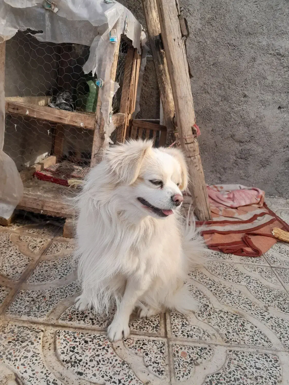 سگ پاکوتاه نرقیمت ۲۵۰۰|سگ|ابهر, |دیوار