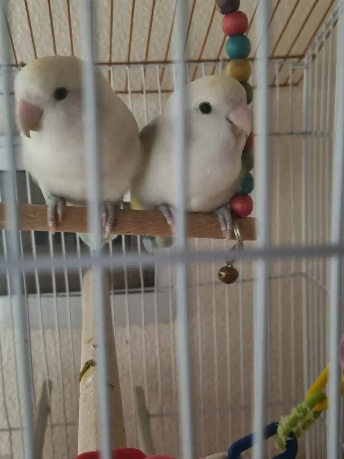 طوطی برزیلی مولد|پرنده|شاهین‌شهر, خانه کارگر|دیوار