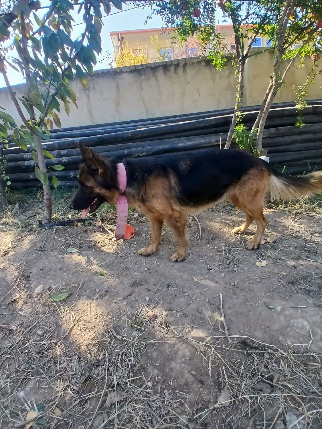 سگ ..|سگ|اصلاندوز, |دیوار