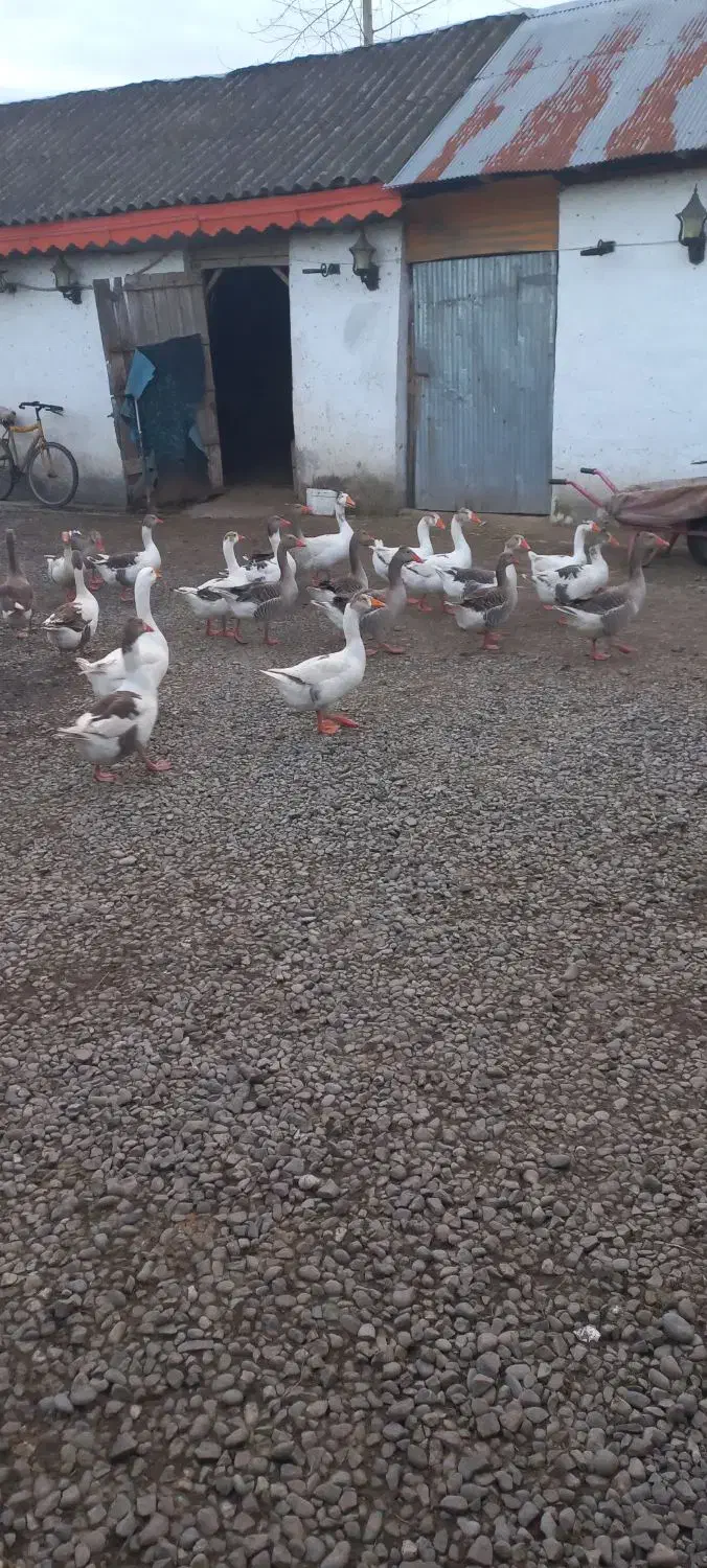 غاز نر|حیوانات مزرعه|کوچصفهان, |دیوار