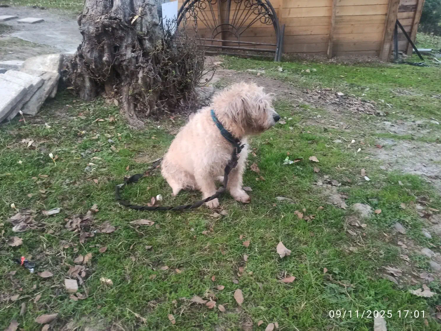 سگ شیتزو|سگ|ماسال, |دیوار