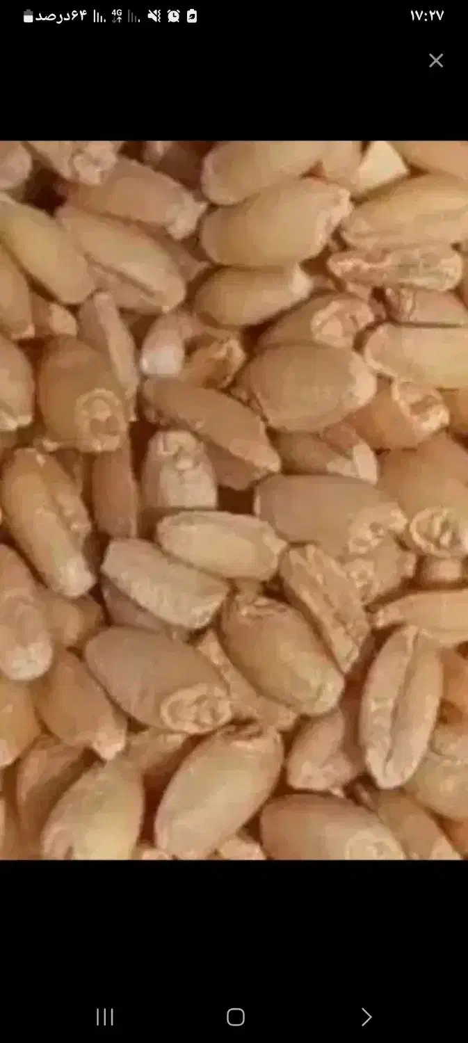 گندم و جو|عمدهفروشی|مرادلو, |دیوار