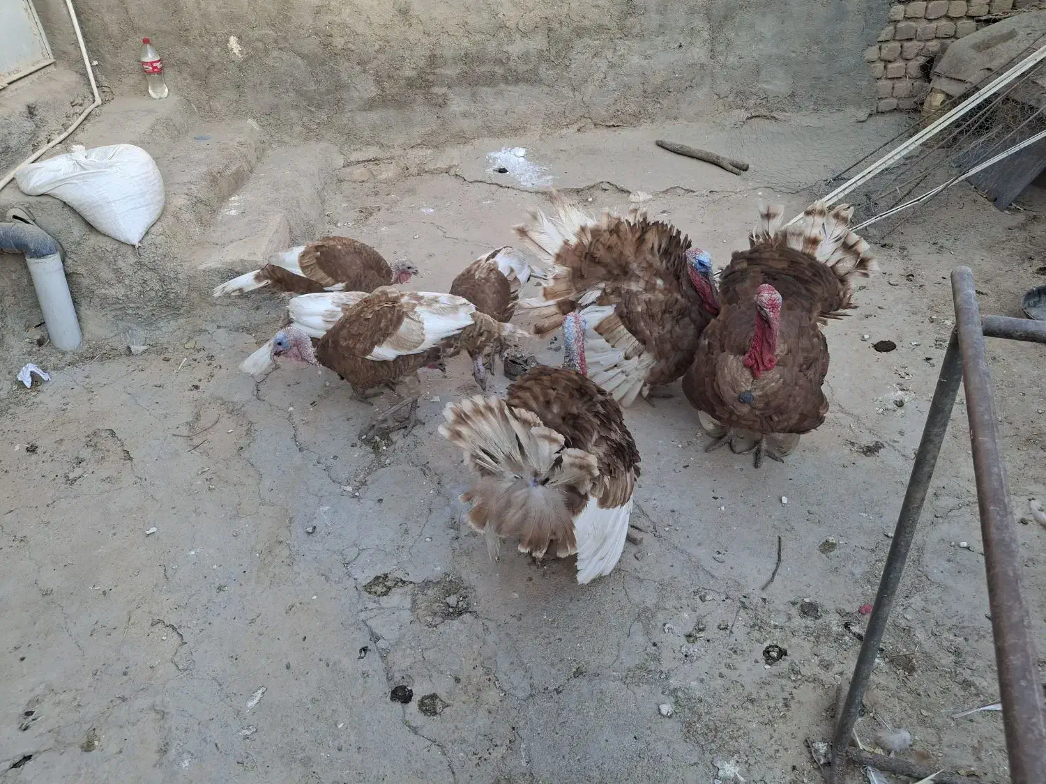 بوق چاق|حیوانات مزرعه|سرپل ذهاب, |دیوار