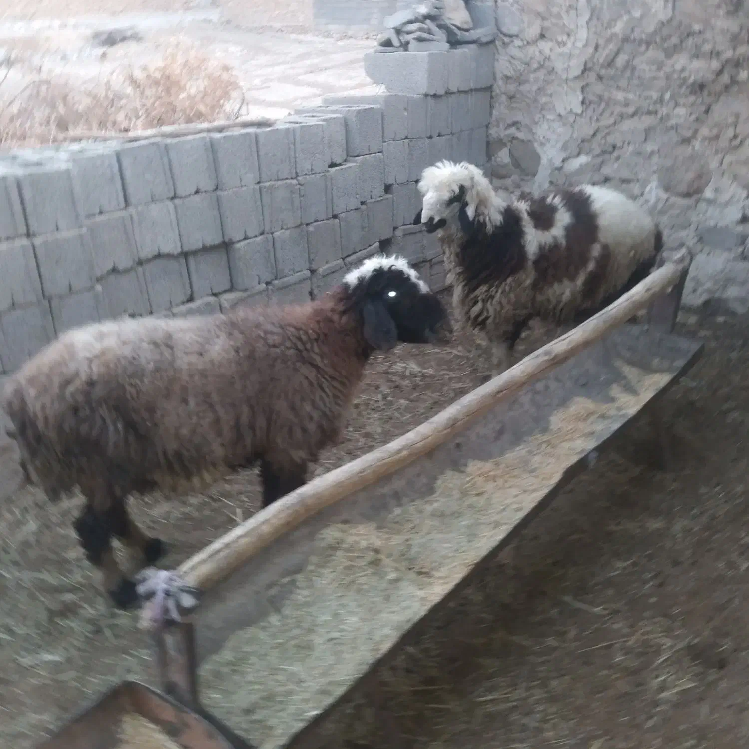 بره نر|حیوانات مزرعه|لنده, |دیوار