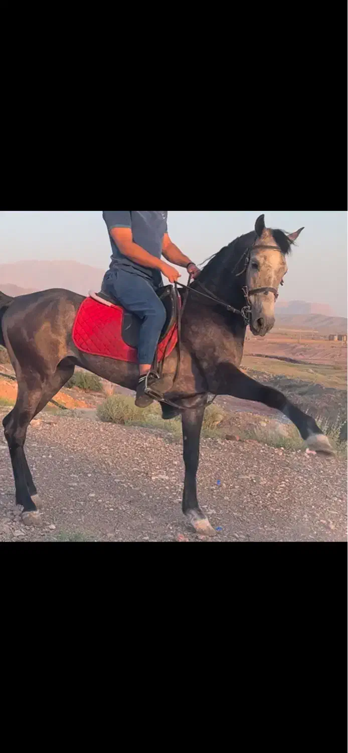 اسب نریون کره عقاب شریفی|اسب و تجهیزات اسب‌سواری|کرمان, |دیوار