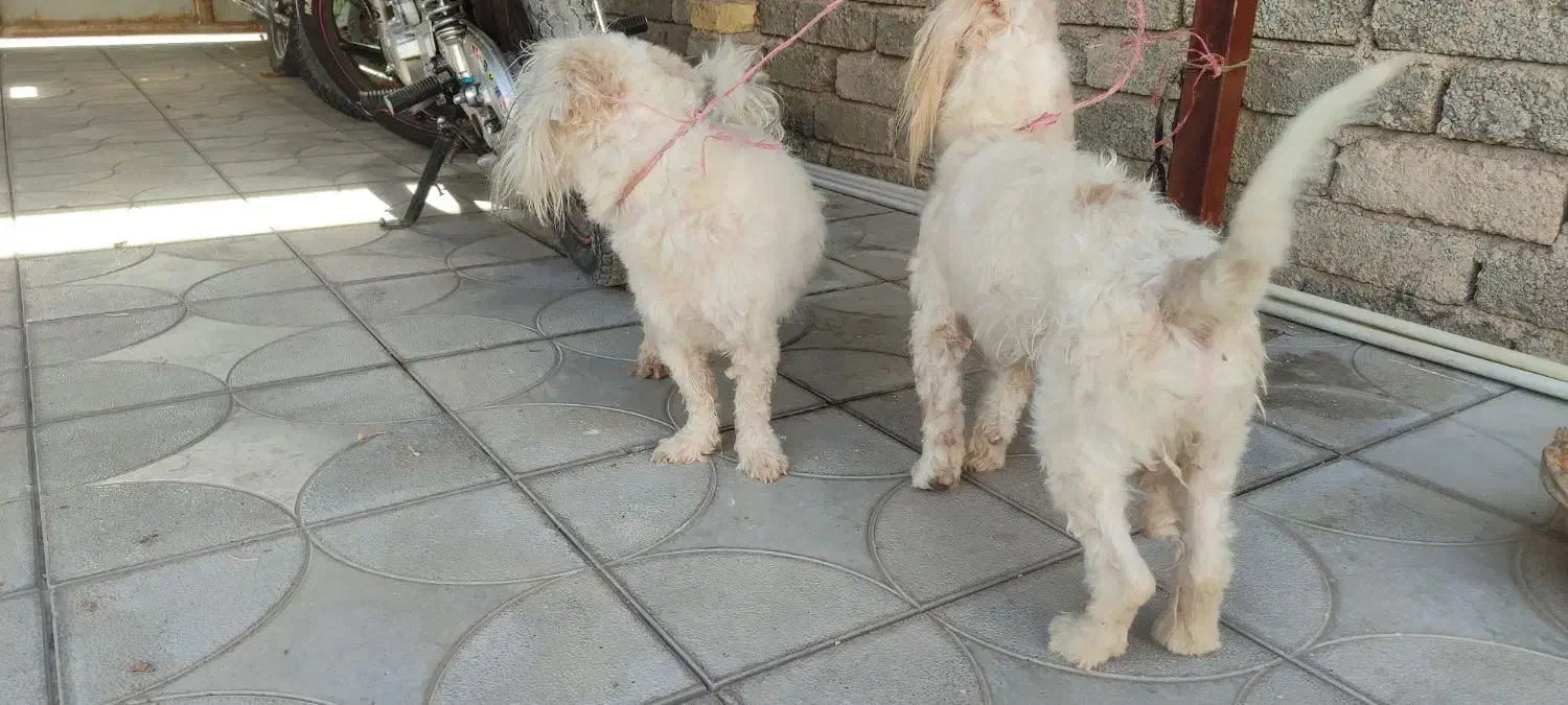 سگ پا کوتا|سگ|داراب, |دیوار