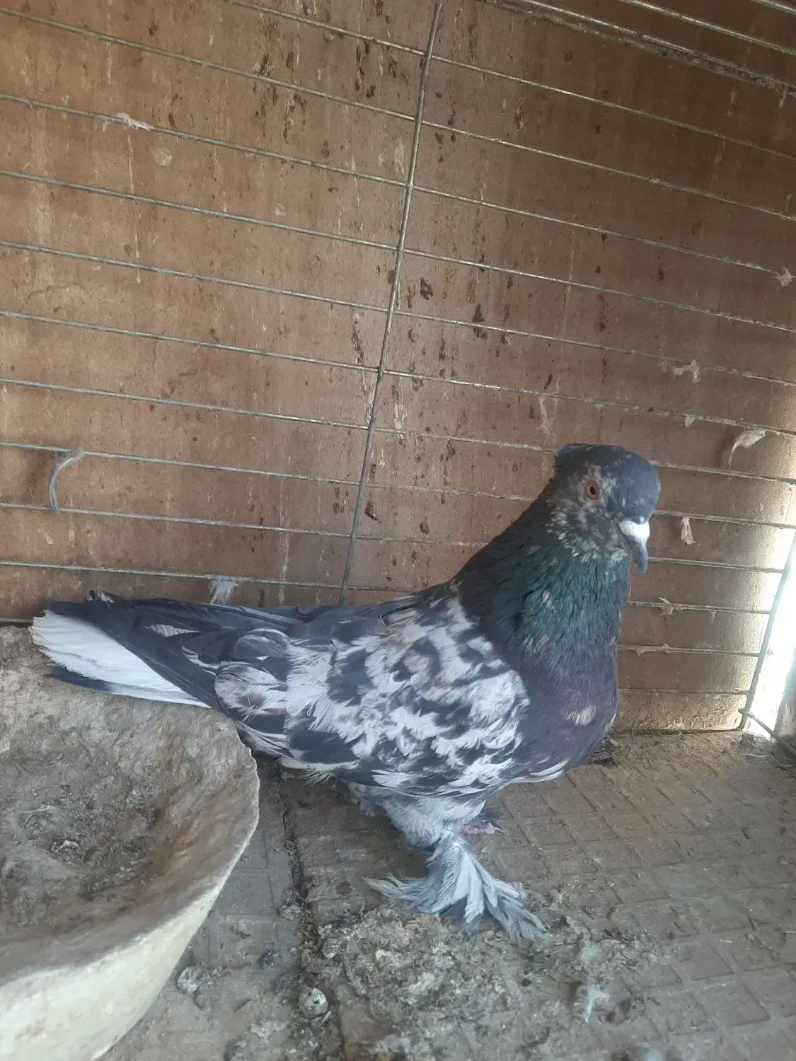 نر سرور|پرنده|یزد, |دیوار