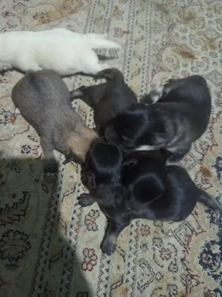 توله سگ|سگ|شیراز, ماه فیروزان|دیوار