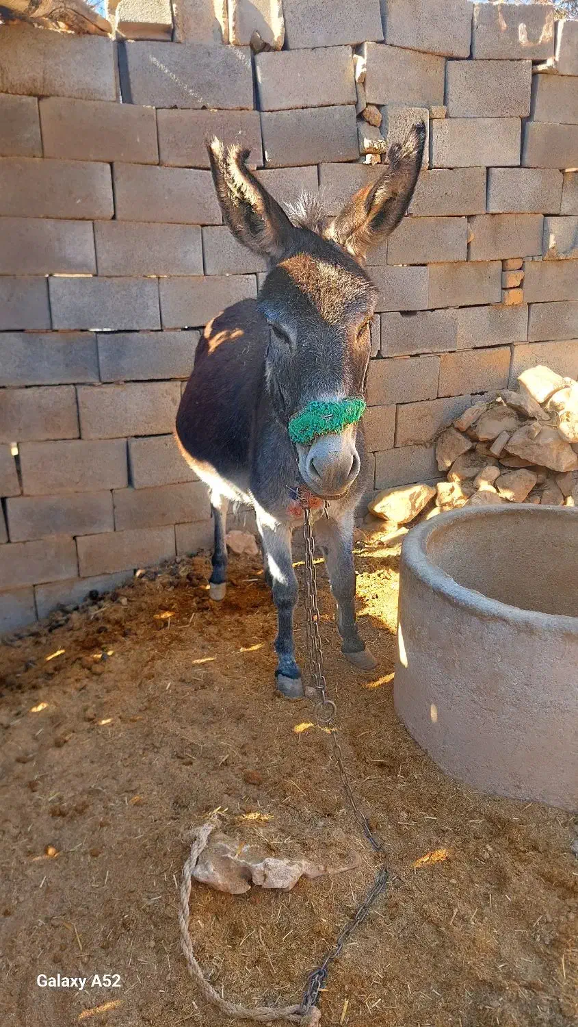 الاق گله ای|حیوانات مزرعه|اردل, |دیوار