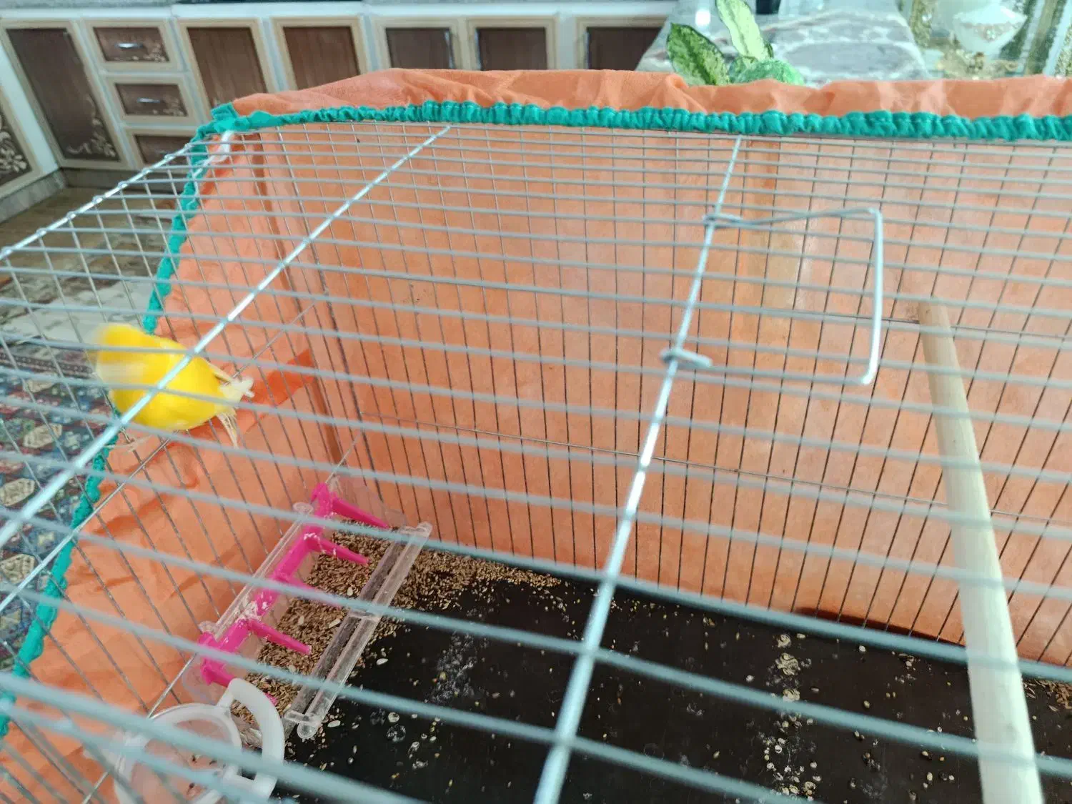 قناری|پرنده|زرند, |دیوار