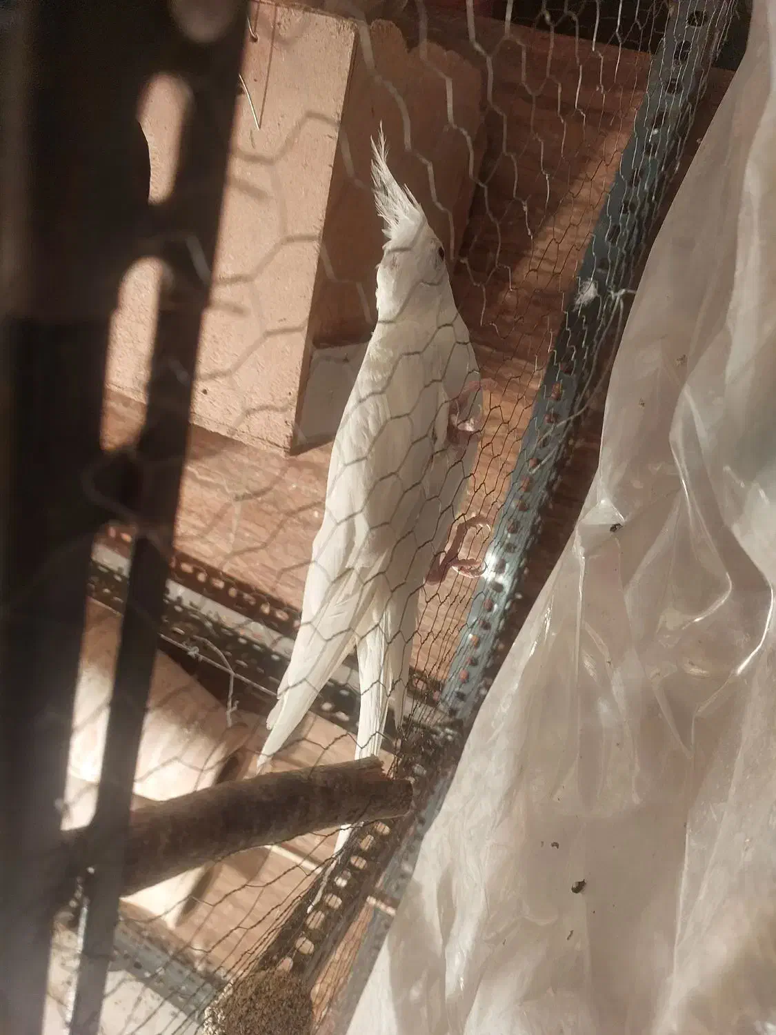 یک جفت عروس هلندی نر وایت فیس مادآلبینو فروش فوری|پرنده|علیآباد کتول, |دیوار