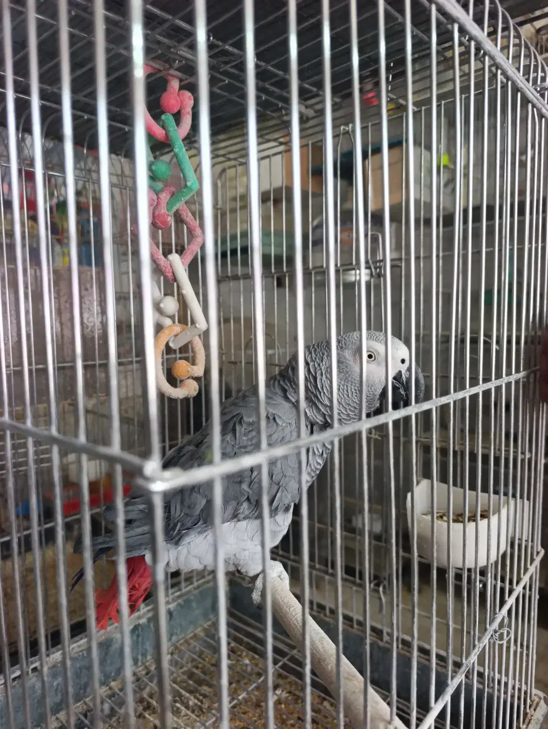 کاسکو سخنگو|پرنده|رفسنجان, |دیوار