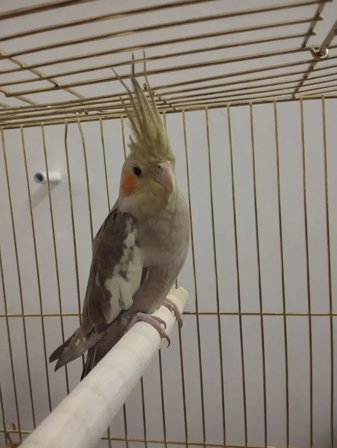 عروس هلندی|پرنده|زنجان, |دیوار