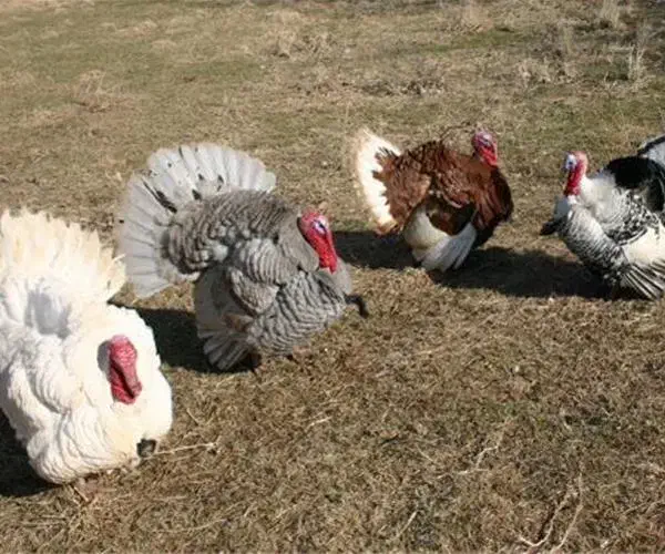 بوقلمون طبیعی|حیوانات مزرعه|پارسآباد, |دیوار