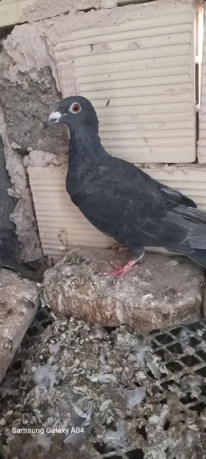 ۳ تا صید ۵۰۰|پرنده|تربتحیدریه, منظر|دیوار