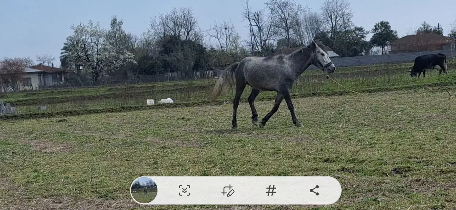 اسب|اسب و تجهیزات اسبسواری|ماسال, |دیوار