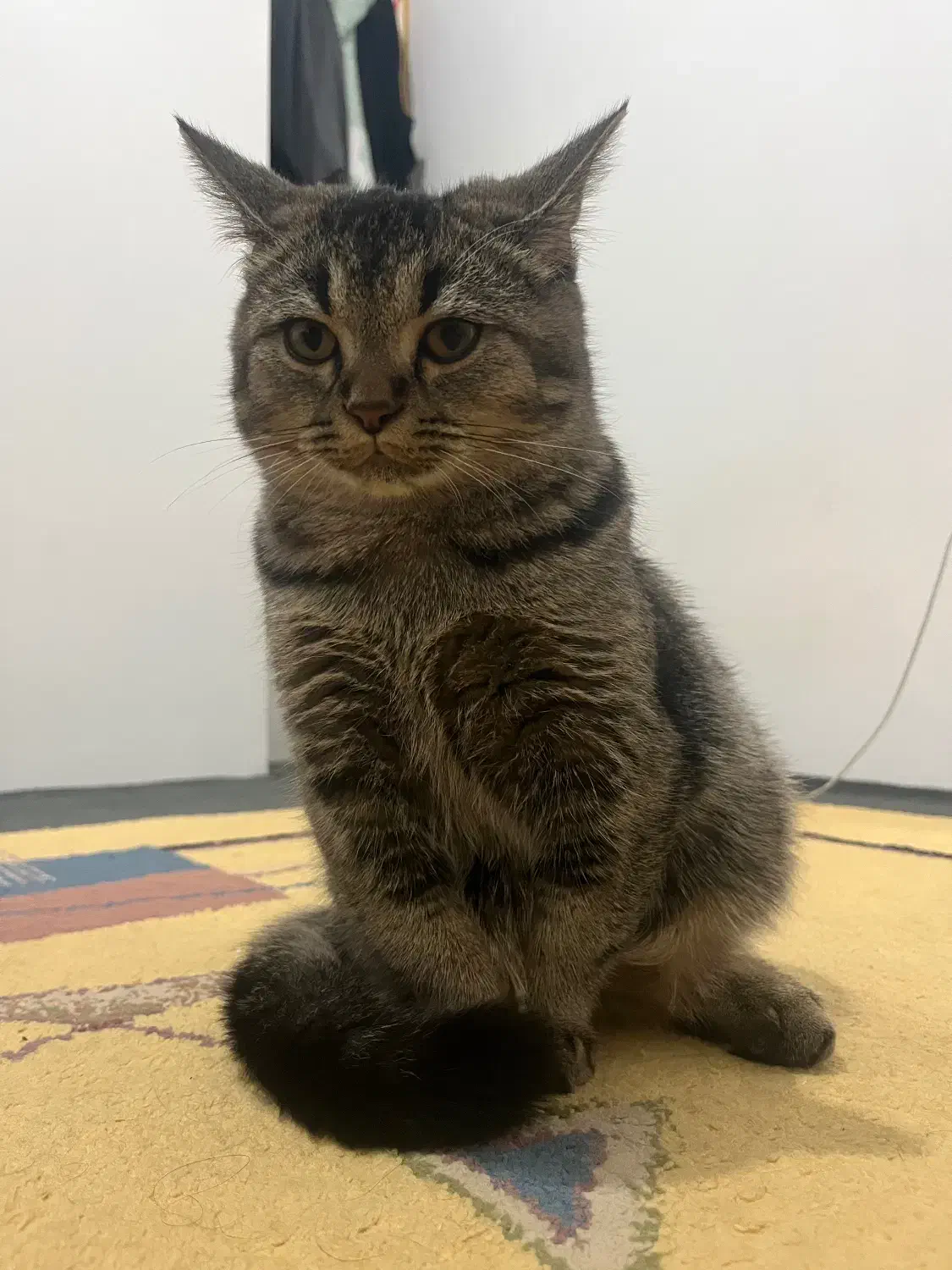 گربه گمشده رباطکریم|حیوانات|رباطکریم, رباطکریم|دیوار