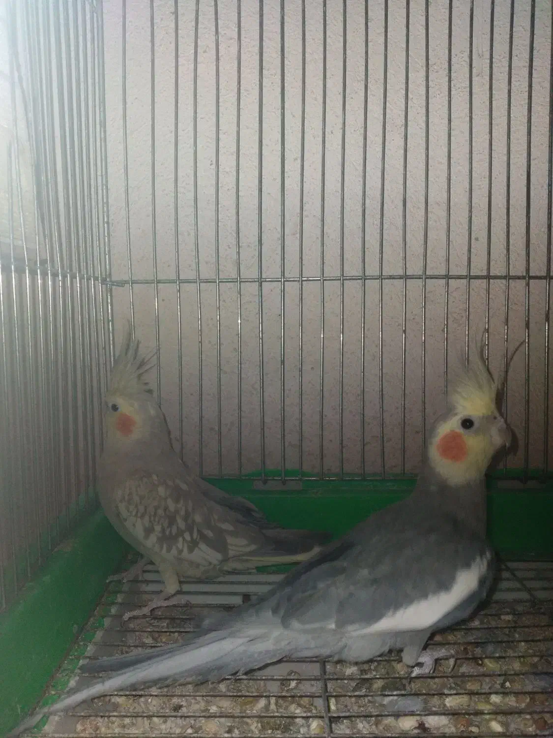 عروس هلندی نروماده تخم گذار|پرنده|پاکدشت, پاکدشت (مامازند)|دیوار