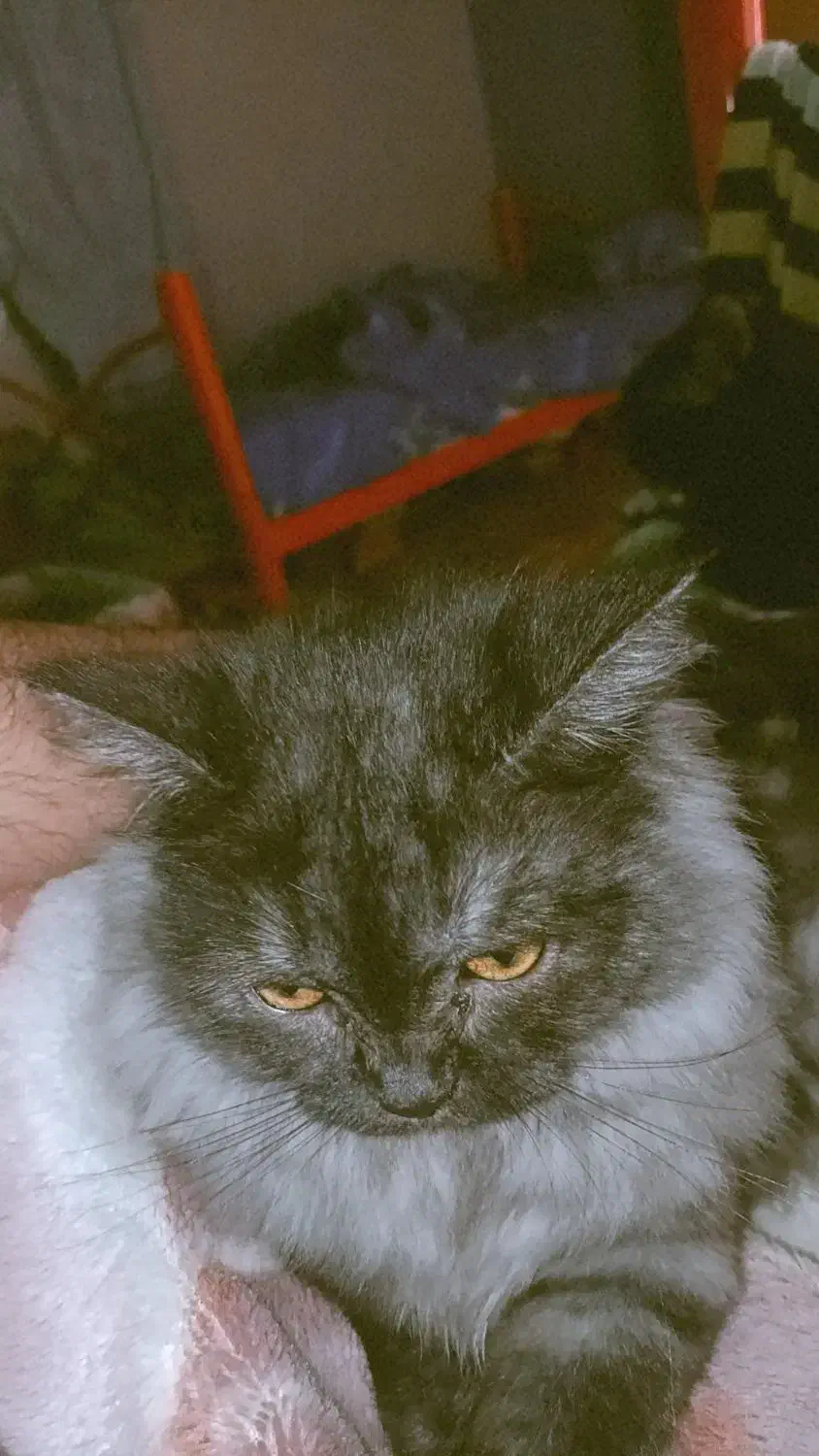 گربه نژاد پرشین|گربه|بندرعباس, |دیوار