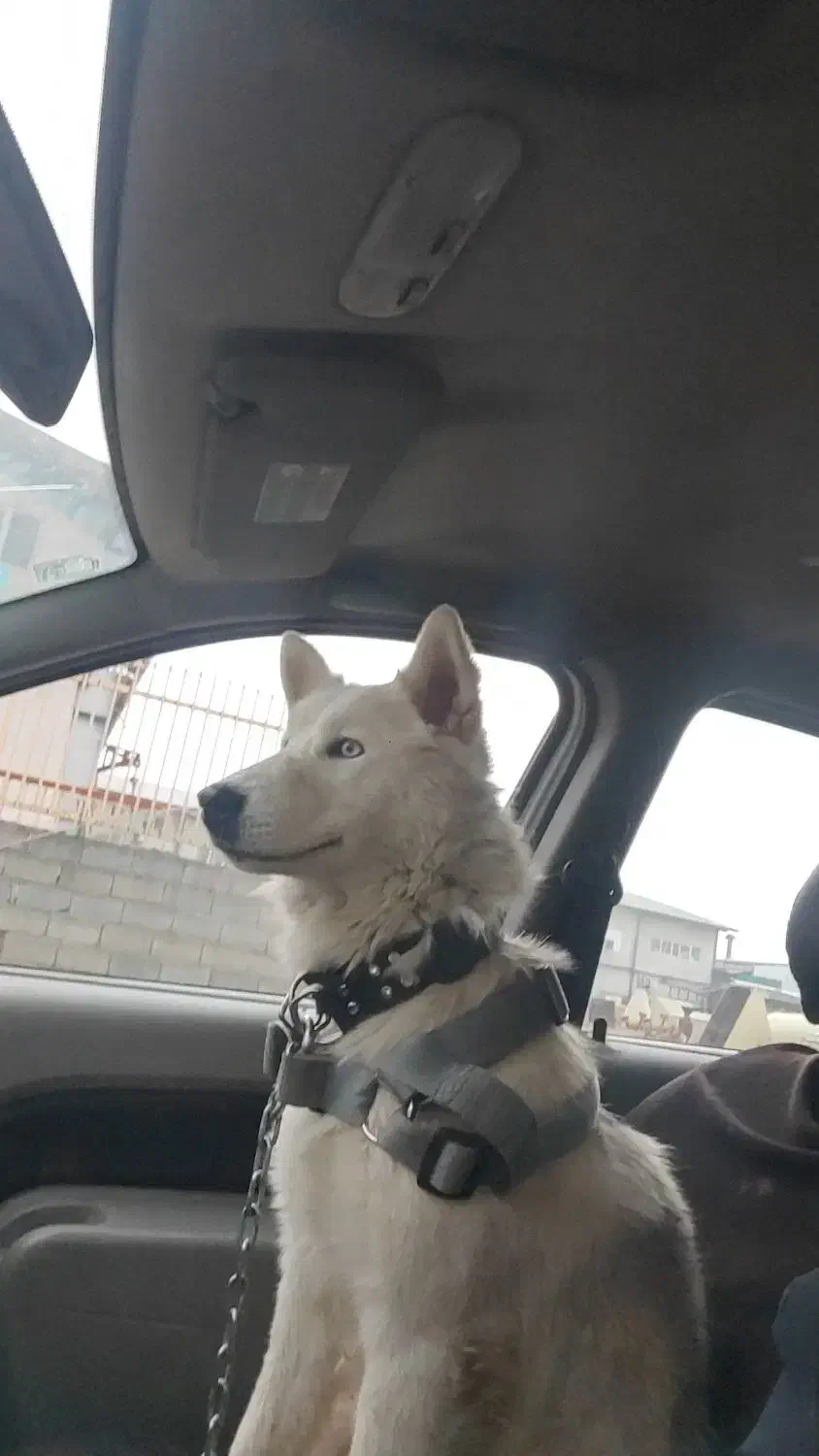 سگ هاسکی نر|سگ|امامزاده عبدالله, |دیوار