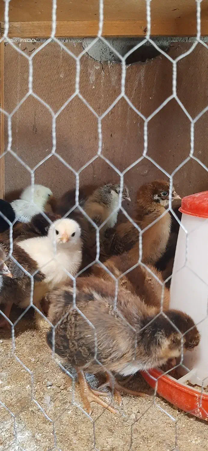 جوجه رسمی|حیوانات مزرعه|تهران, مشیریه|دیوار