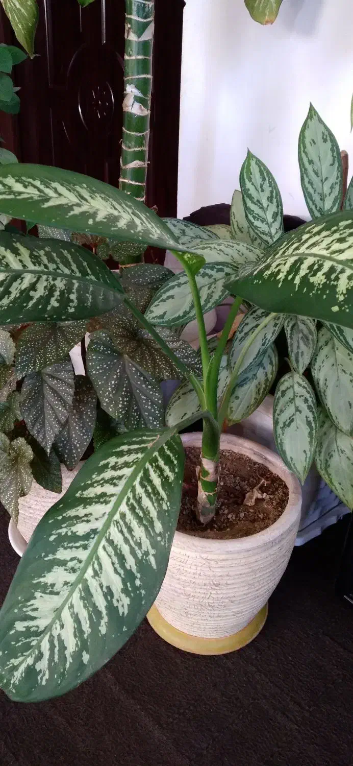 گل فیکوس|گل و گیاه طبیعی|صائین قلعه, |دیوار