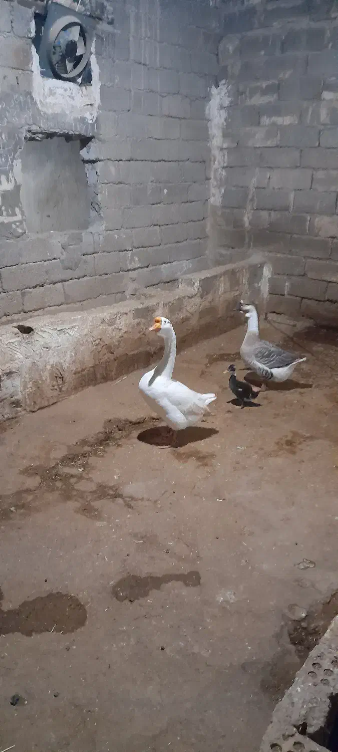 غوغاز در حمیدیه|حیوانات مزرعه|حمیدیه, |دیوار