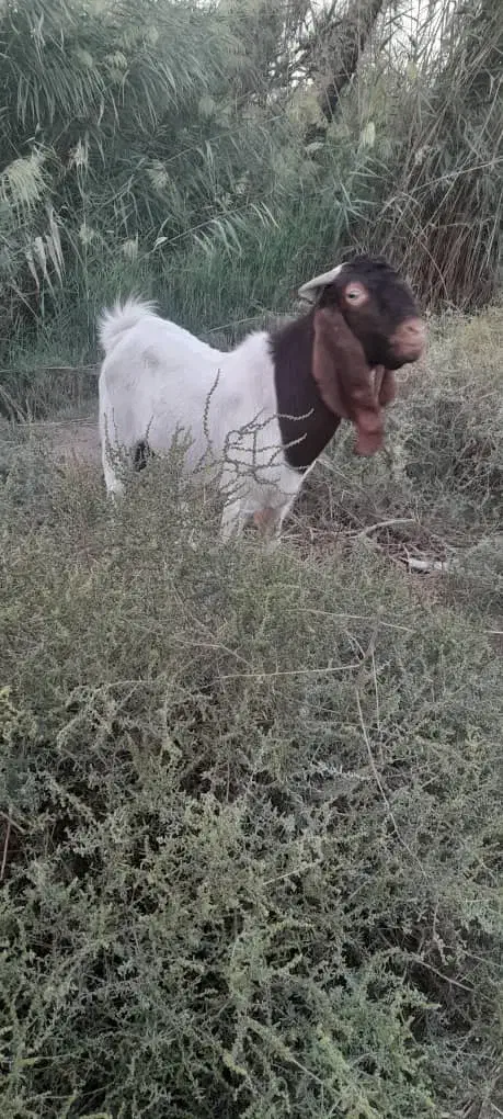 بز نر برای فروش|حیوانات مزرعه|خرمشهر, |دیوار