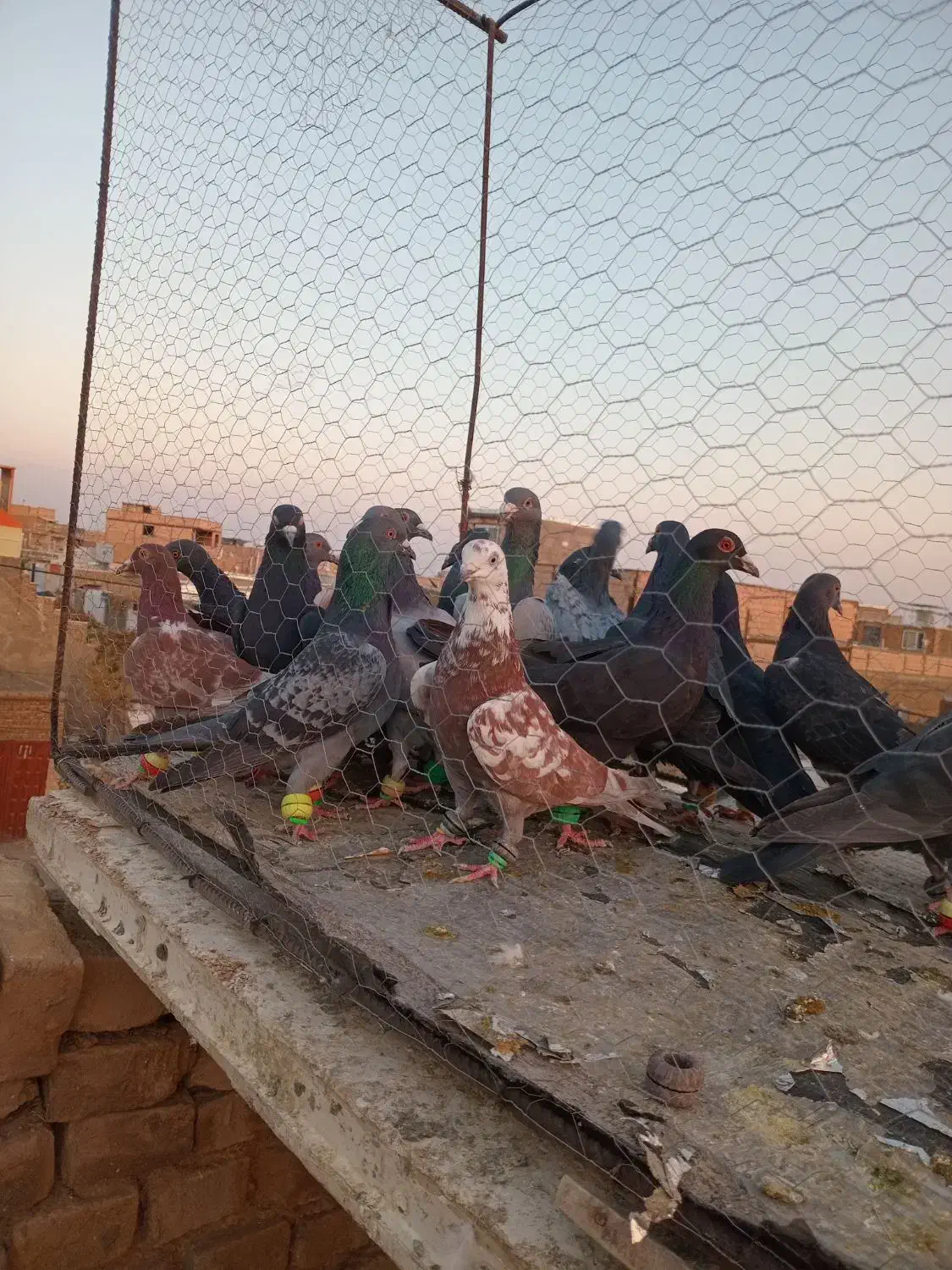 کف زربه|پرنده|سبزوار, عارف|دیوار