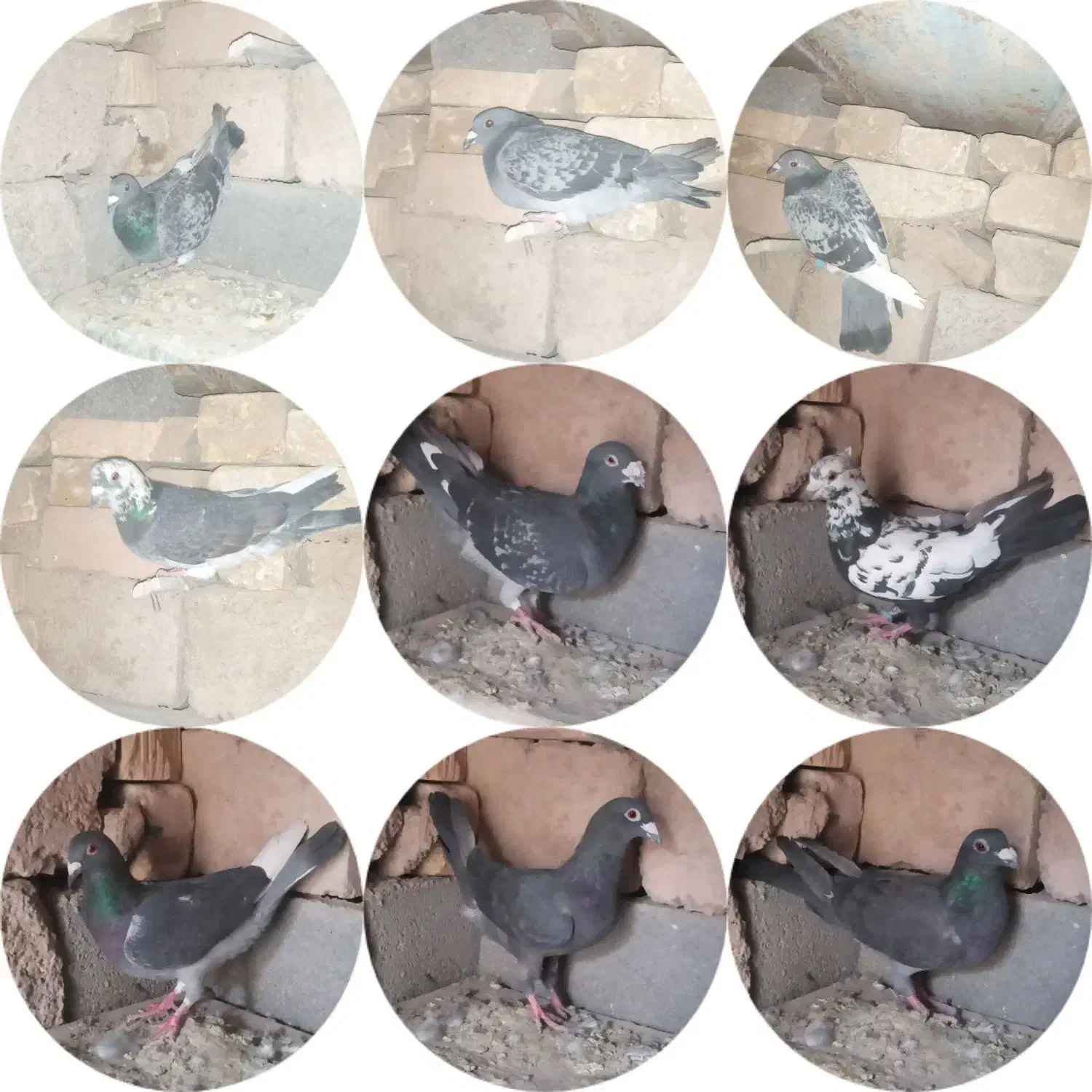 پلاکی|پرنده|ارسنجان, |دیوار