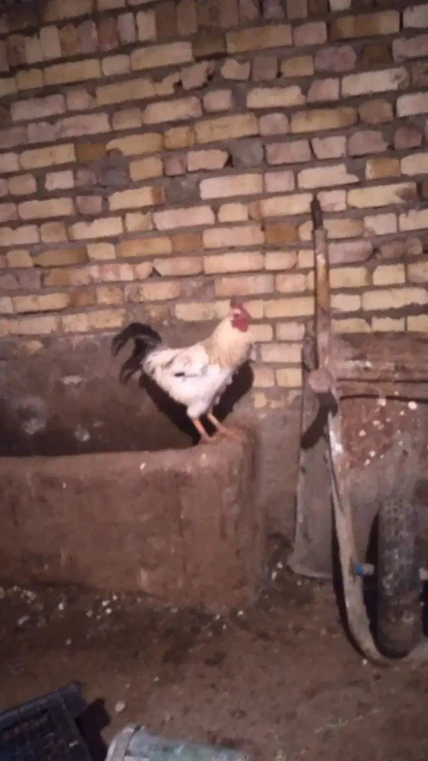 خروس محلی|حیوانات مزرعه|بزینه رود, |دیوار