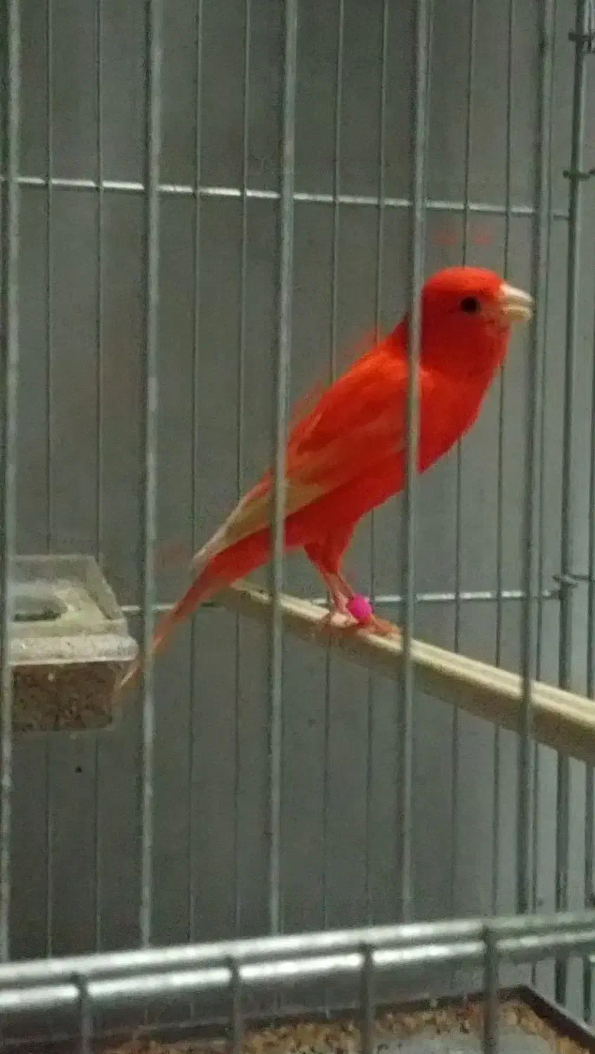 قناری|پرنده|اردبیل, |دیوار