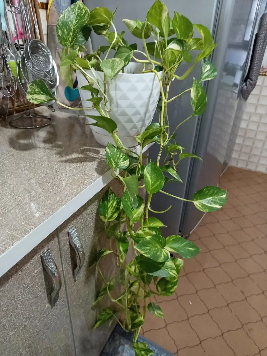 گل پتوس|گل و گیاه طبیعی|یاسوج, |دیوار