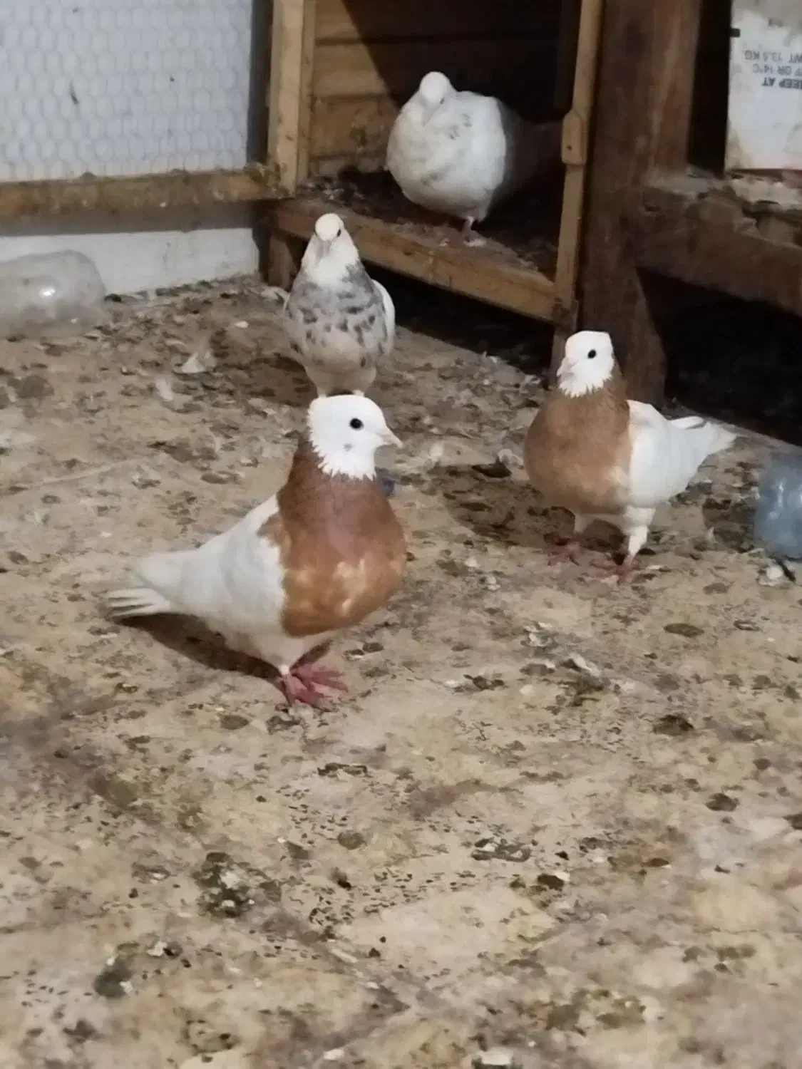 کبوتر طوقی هفرنگ و دم سفید و دوکت و بلژیکی|پرنده|رشت, جماران|دیوار