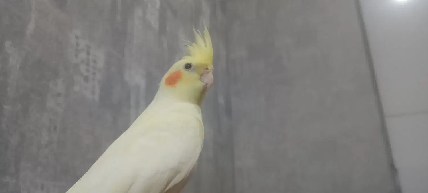 عروس هلندی|پرنده|تهران, درب دوم|دیوار