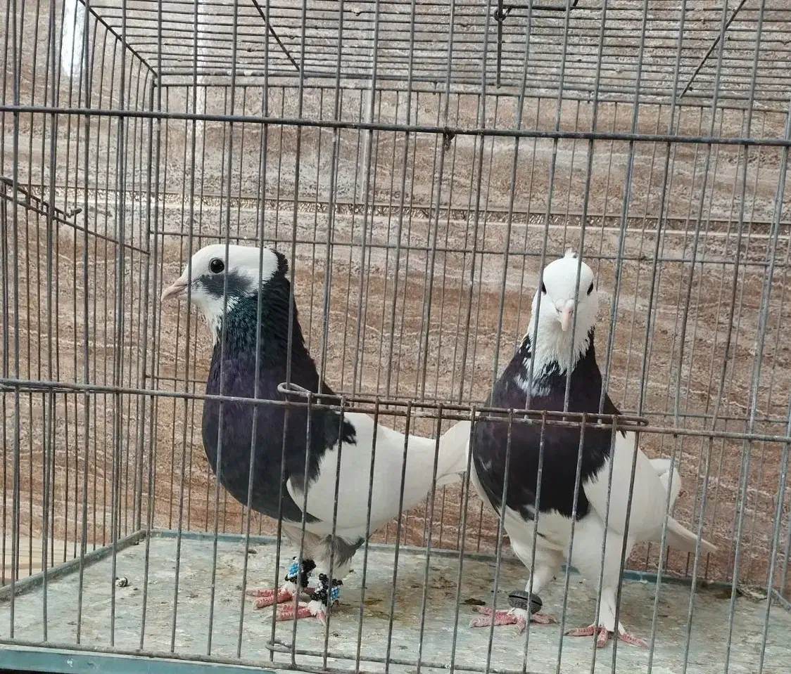 یک جفت طوقی|پرنده|رفسنجان, |دیوار