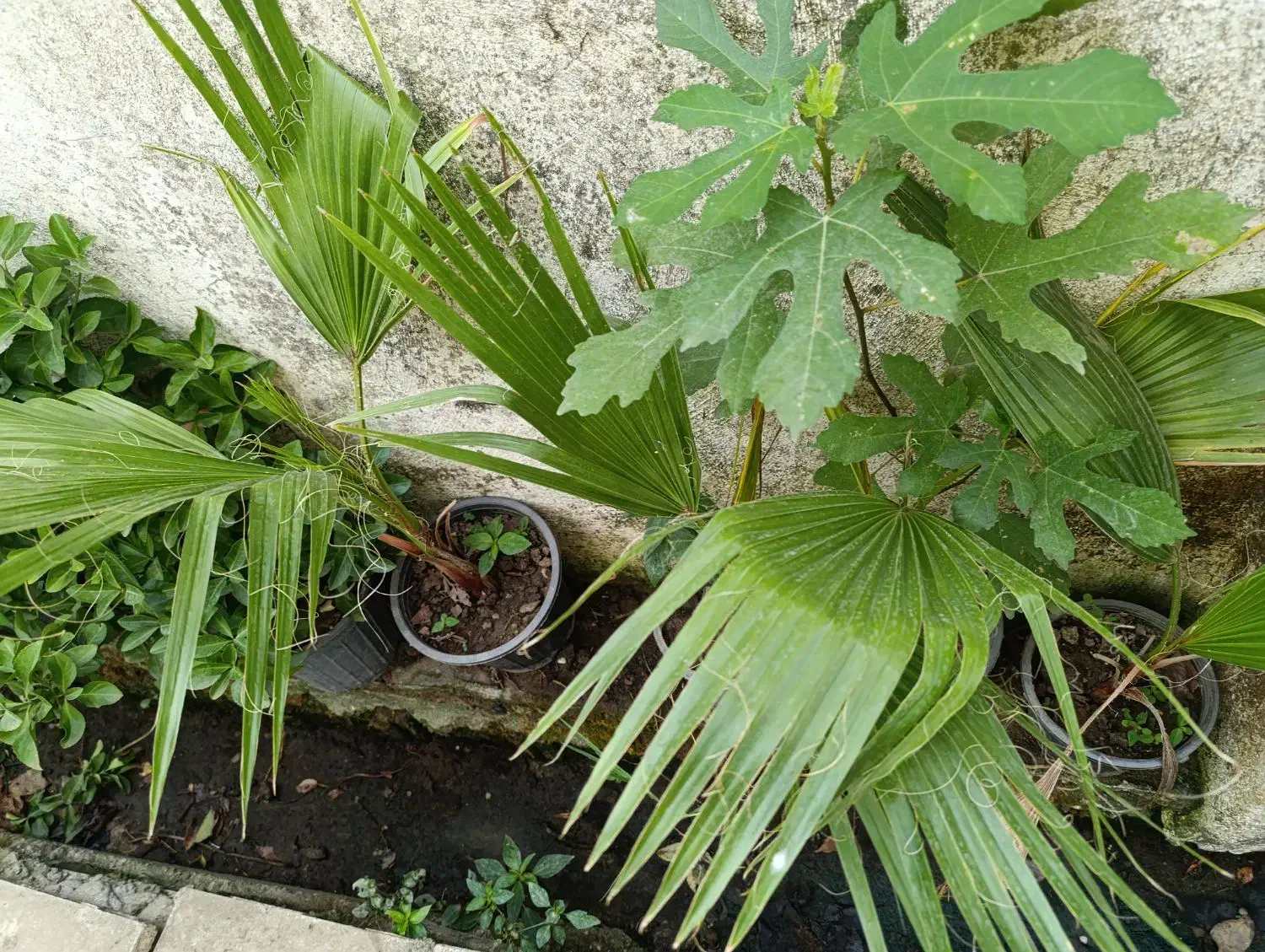 گل گیاه|گل و گیاه طبیعی|رشت, حمیدیان|دیوار