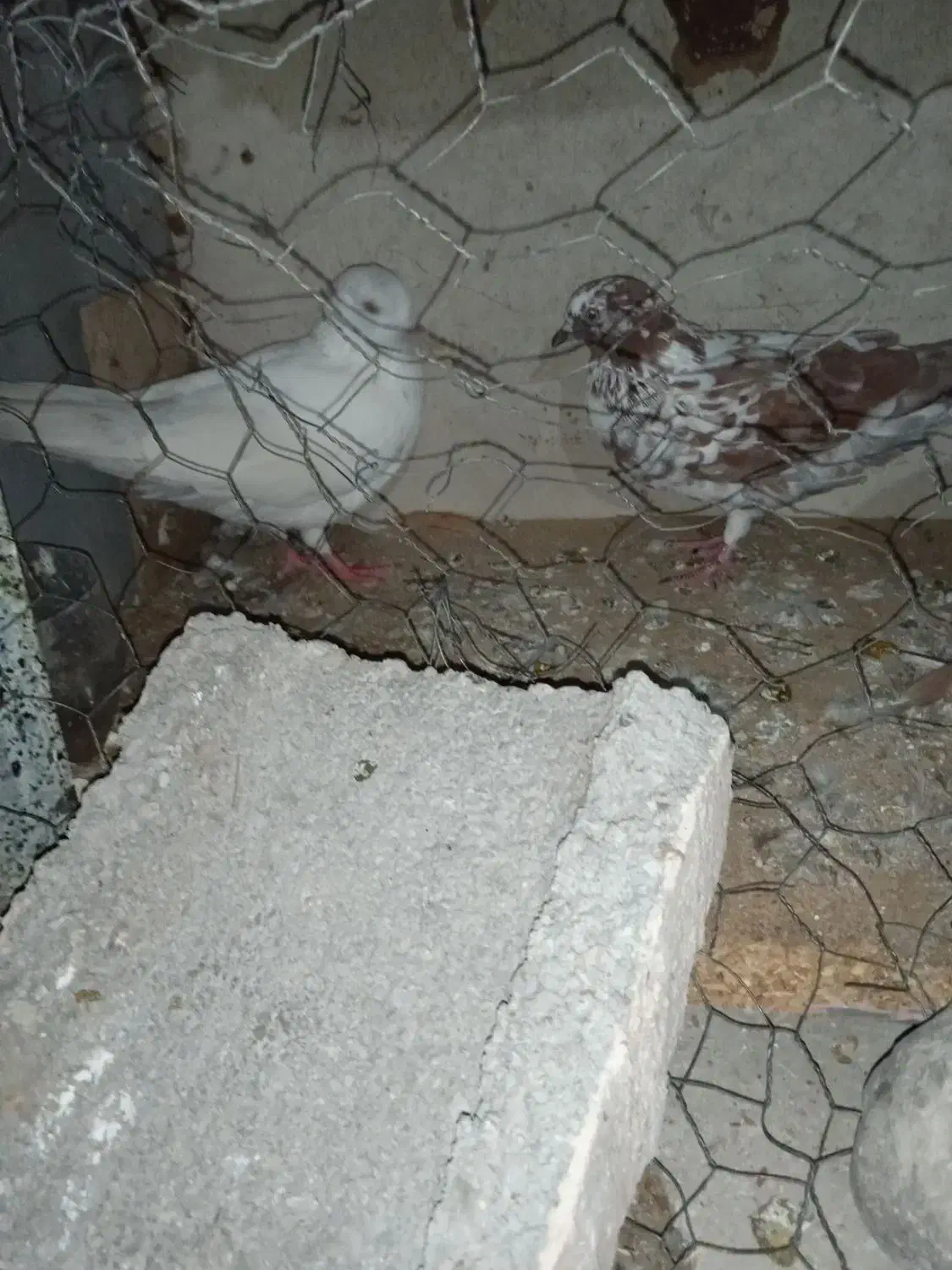 فروشی|پرنده|بندرعباس, |دیوار