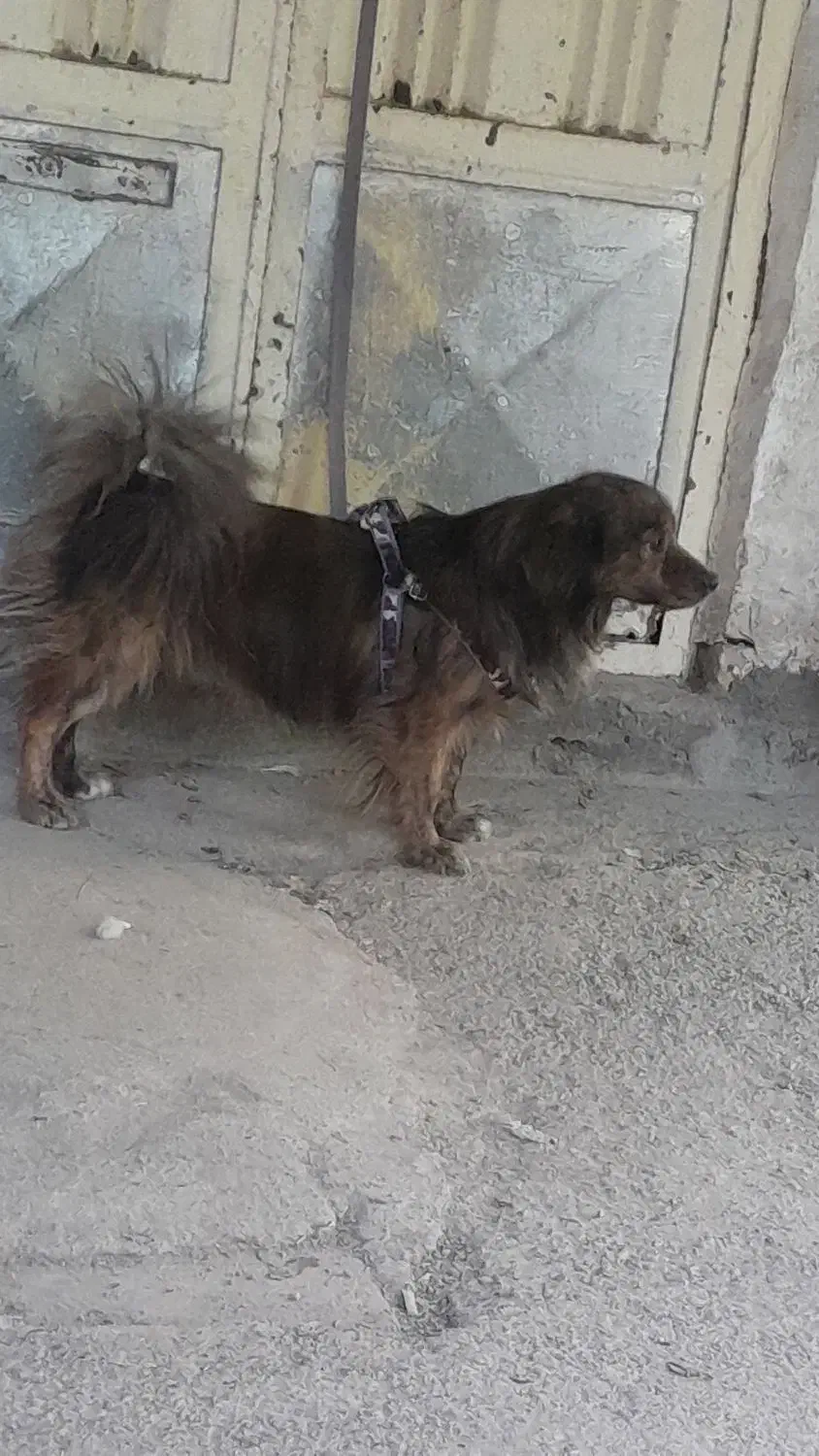 سگ پاپی|سگ|باغ بهادران, |دیوار