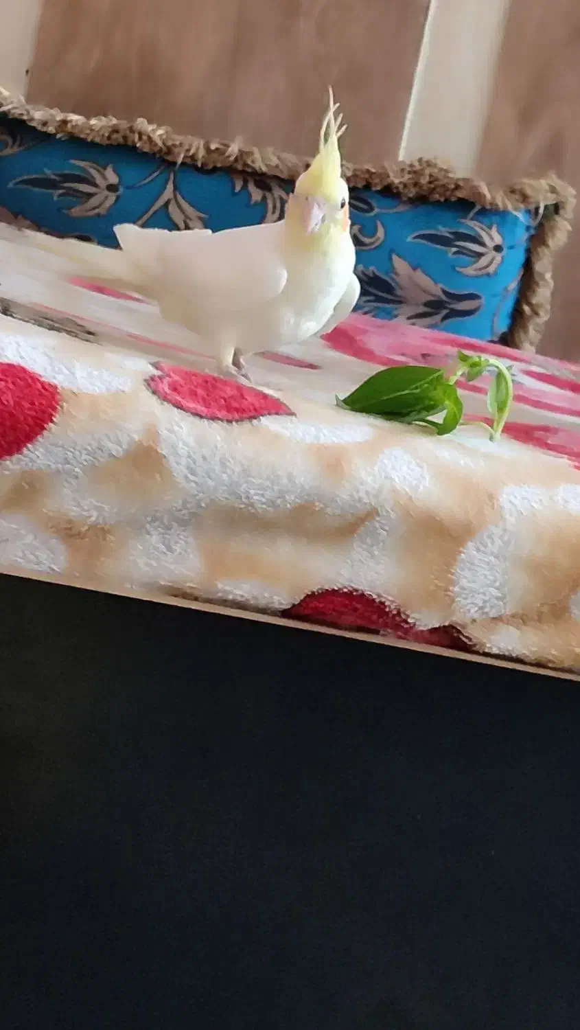 عروس هلندی|پرنده|لنده, |دیوار