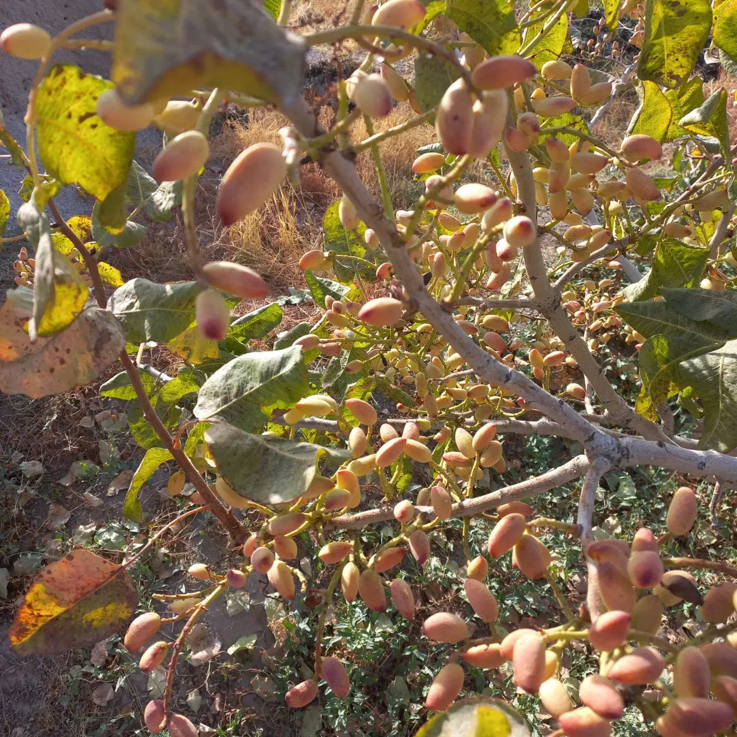 فروش باغ مشجرگوگان محله ایستگاه راه آهن گوگان|فروش دفتر صنعتی، کشاورزی، تجاری|گوگان, |دیوار