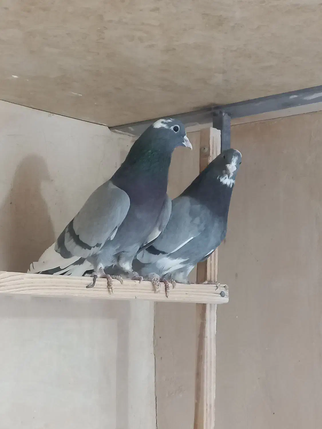 کبوتر پرشی|پرنده|معصومیه, |دیوار